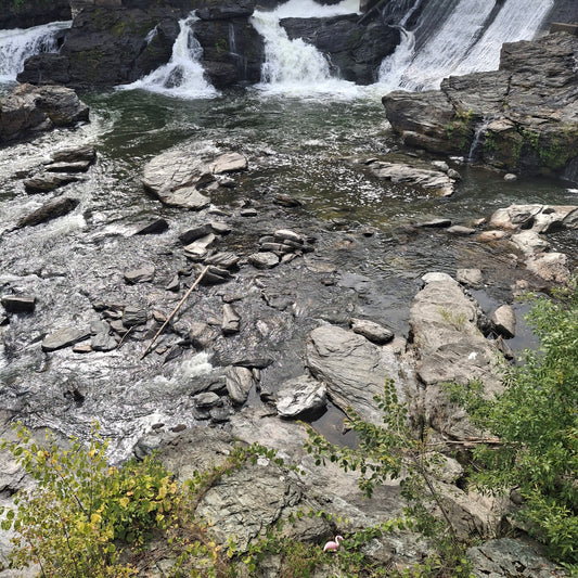 Trouve le flamand rose