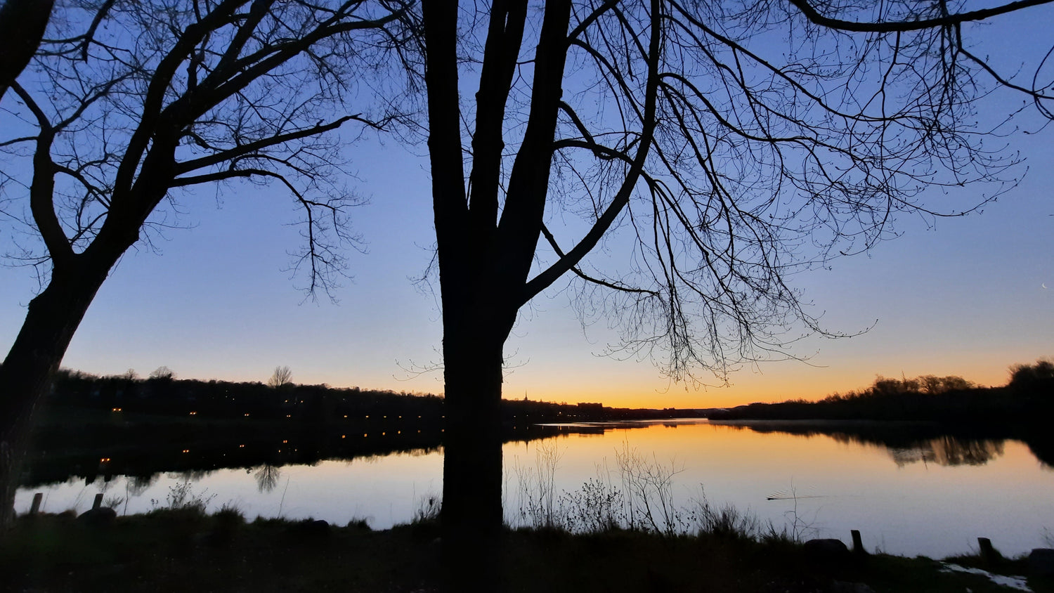 Trouve Le Rat Musqué Du Lac Des Nations 7 Mai 2021 5H14