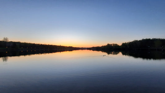 Les Canards Du Lac Des Nations Le 14 Mai 2021