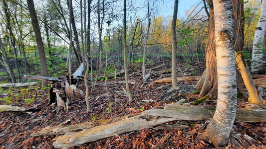 La Forêt De La Ville