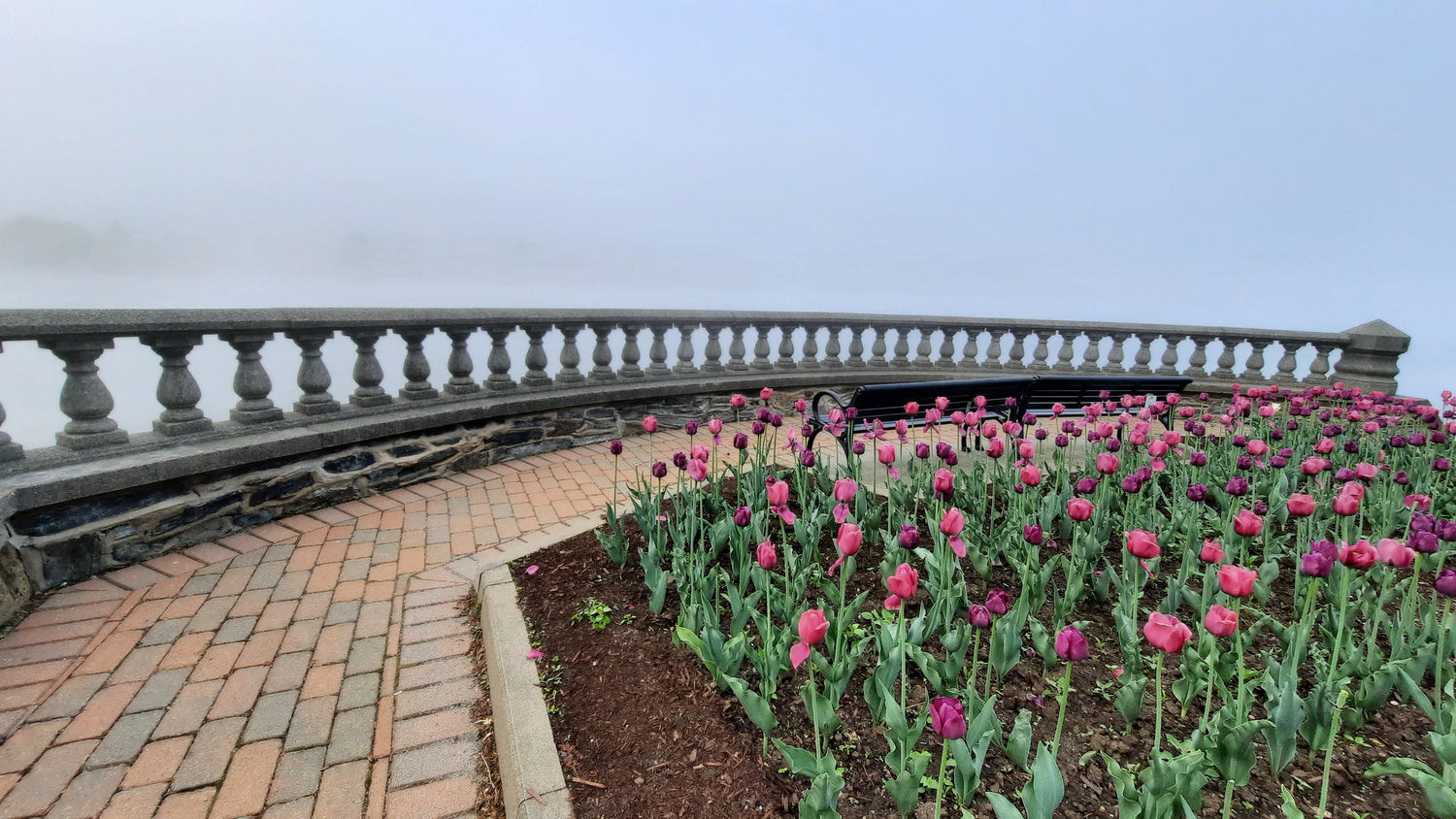 Les Tulipes Du Lac