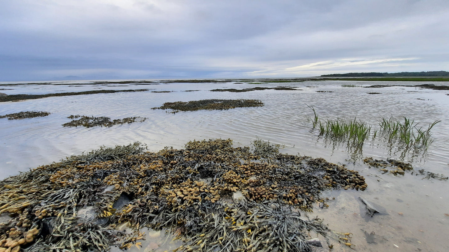 La Grève Du Fleuve À Rivière-Du-Loup 1 Juillet 2021 (Jour 9)