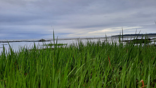 La Végétation Du Fleuve St-Laurent À Rivière-Du-Loup 1 Juillet 2021 (Jour 9)