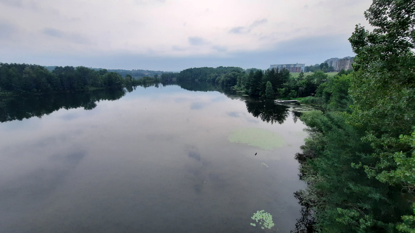 Nénuphars Sur Rivière Magog De Sherbrooke 26 Juillet 2021  (Vue Sure) 5H34