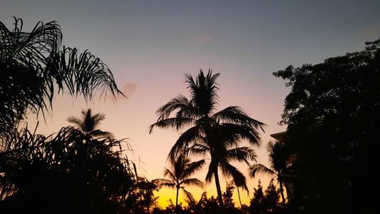 Crépuscule Du 27 Décembre 2021 Hotel Vamar Vallarta