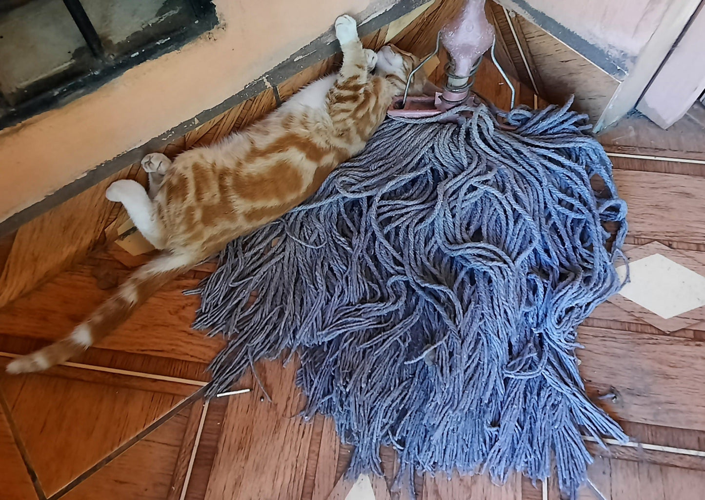 Un Chat Qui Fait La Sieste Au Nicaragua