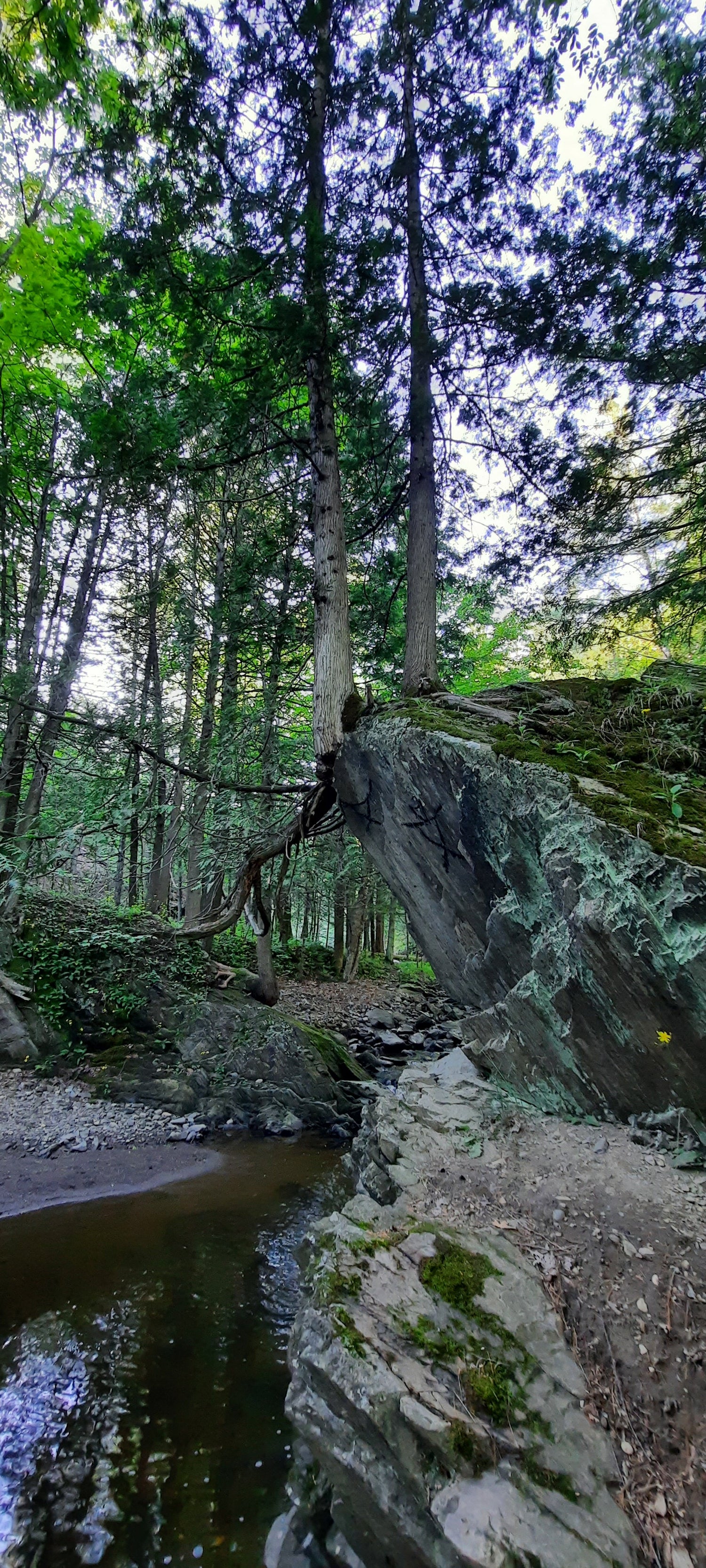 Force De La Nature (Halte Du Pont Couvert)