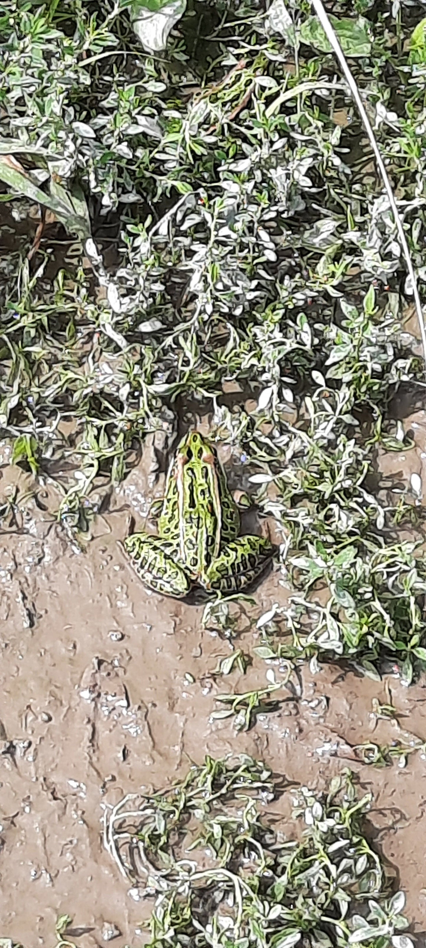 Trouve La Grenouille De Gatineau