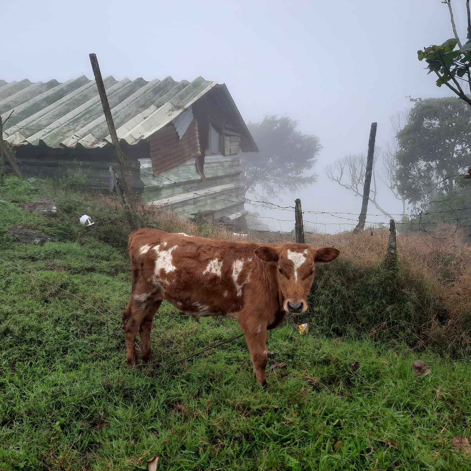 Vache Santa Cruz