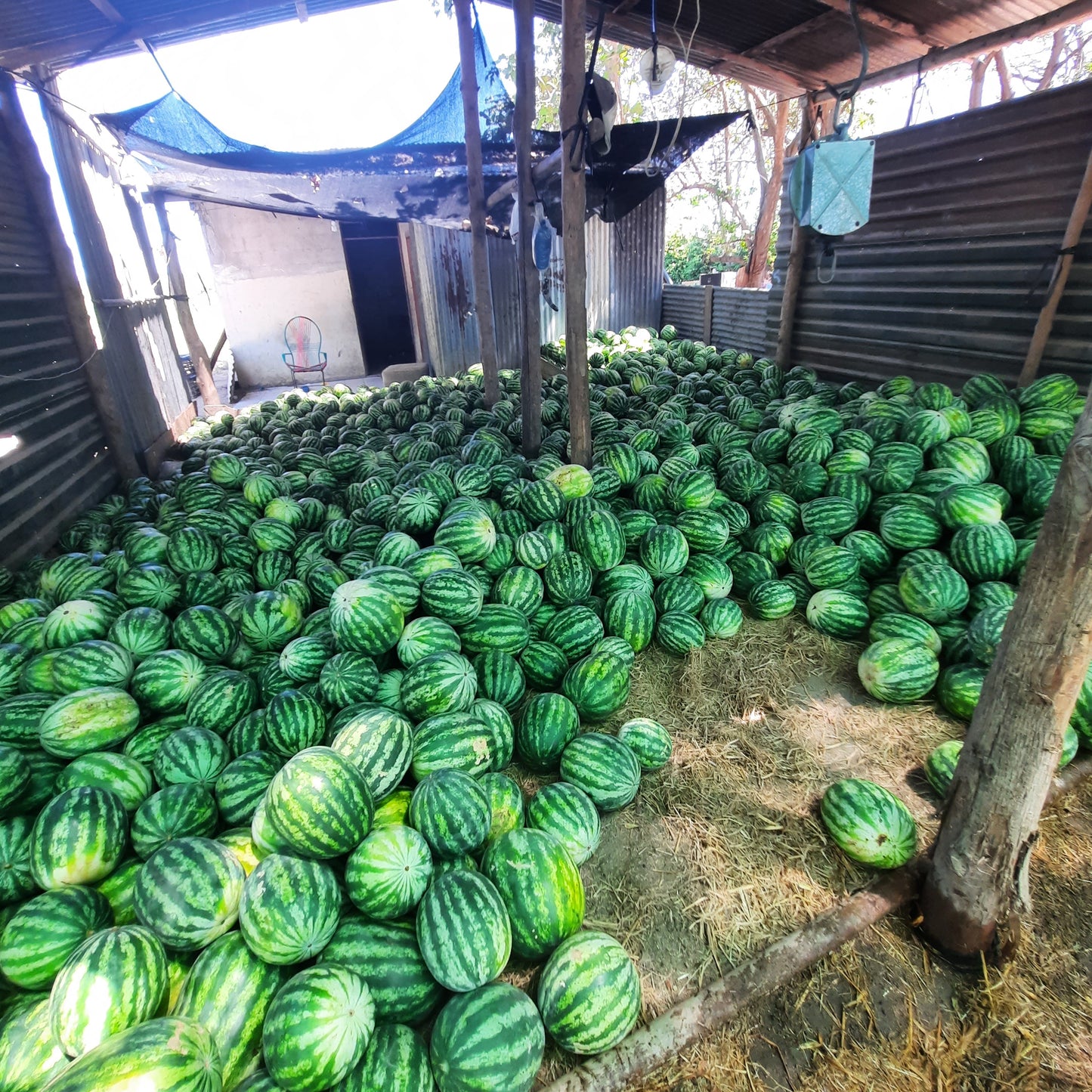 Sandia