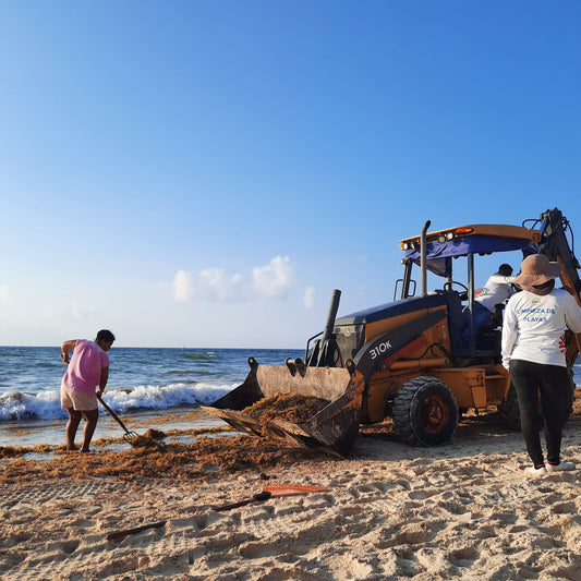 Nettoyage Des Plages (Playa Del Carmen)