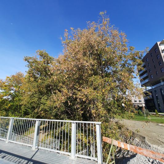 Travaux Pour Le Lien Cyclable Pont Joffre