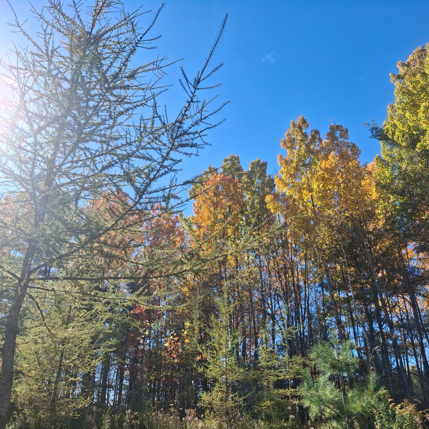 Burroughs Falls Park