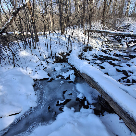 2026-01-24 (Vue Grenouille) 🐸