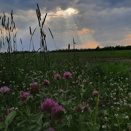 Les Rayons Du Soleil 27 Juin 2021 (Jour 5) Lévis Flore