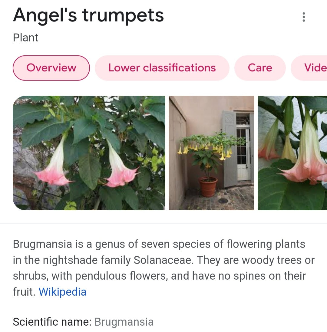 Brugmansia 2023