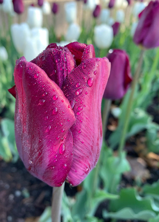 17 Mai 2021 Beauté Du Matin