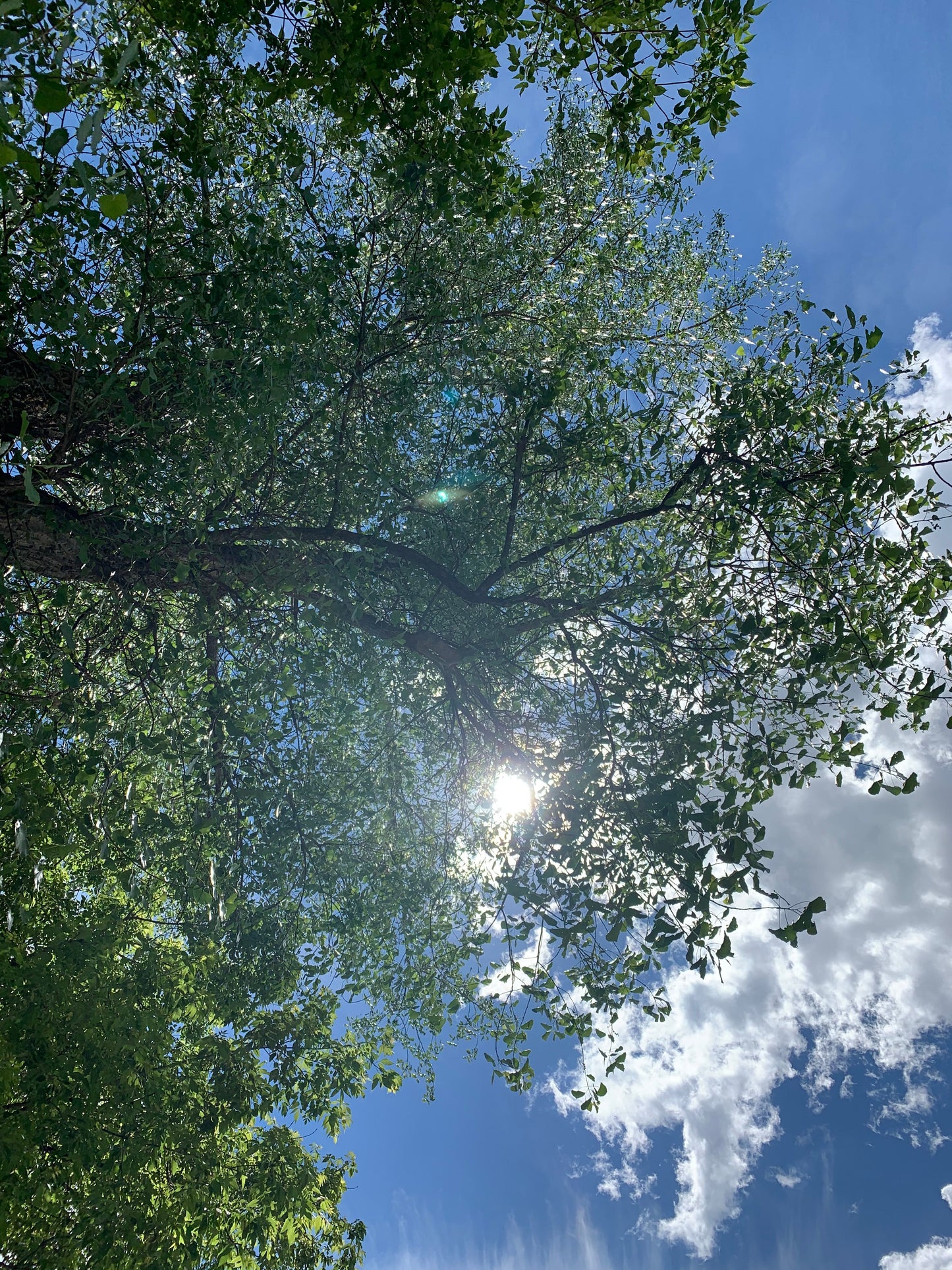 2 Mai 2021 Nuages Et Arbre Yoku