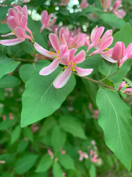 Arbre En Fleurs Au Lac Des Nations 24 Mai 2021