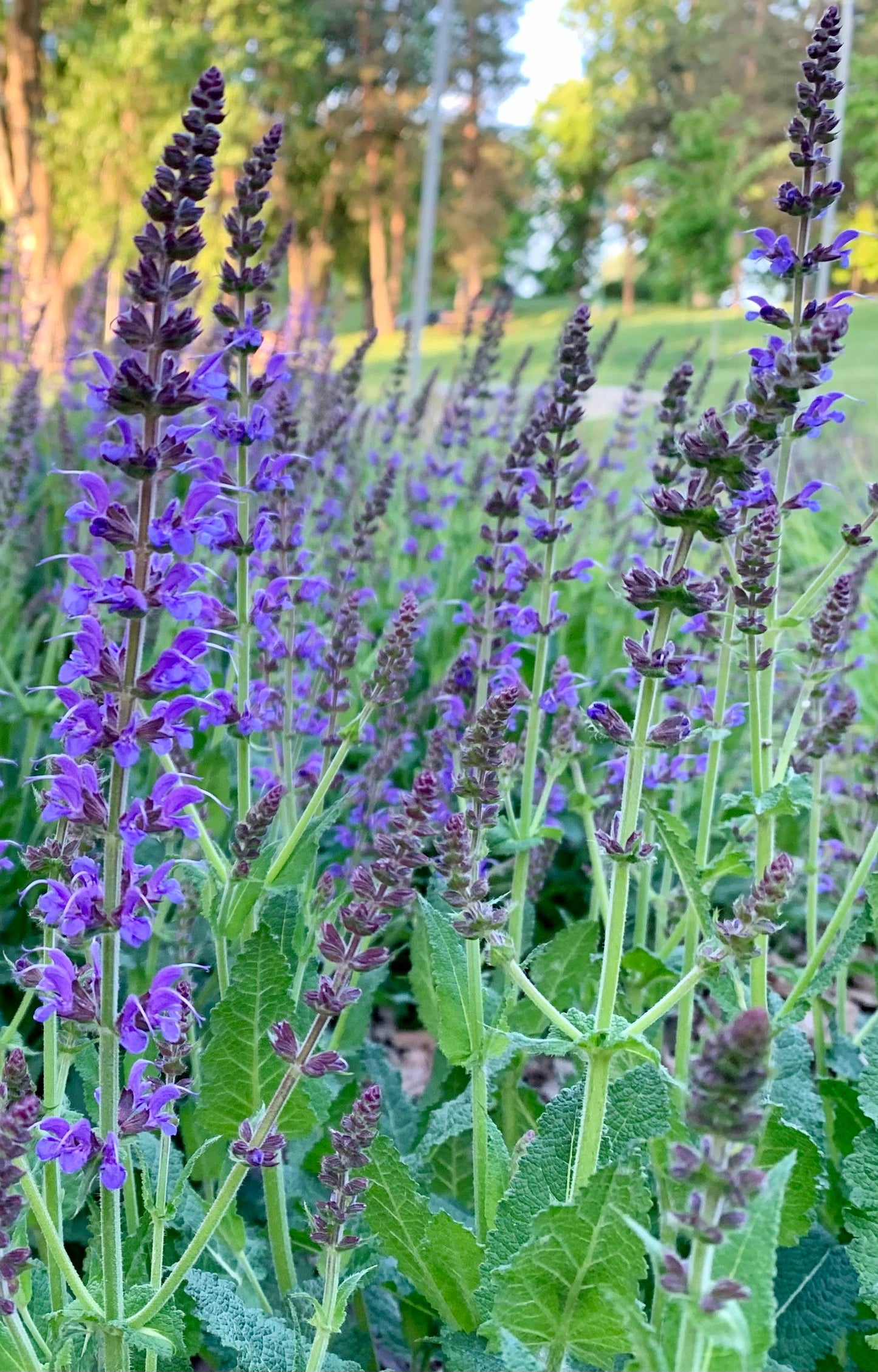 Fleurs Lac Des Nations 30 Mai 2021