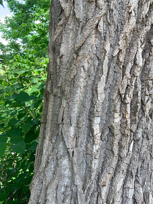 2 Juin 2021 L’écorce De L’arbre Pas Comme Les Autres Yoku